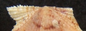 Cryptopecten nux